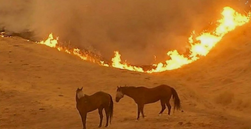 Two horses stand in a burning field - Sonoma, CA