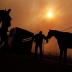 Horses being evacuated from a fire area.